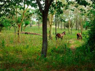 Horsefarm Tanzania