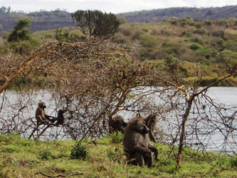 Babouins dans le parc national d'Arusha