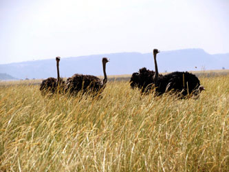 Autruches au Serengeti