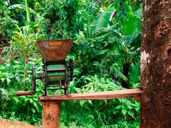 Visite de plantations de café à Materuni