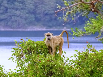 Babouins au lac Chala