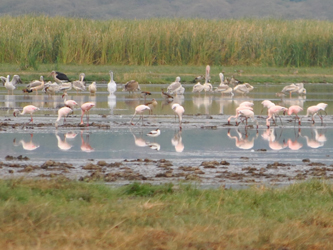 Lake Manyara National Park Flamingos