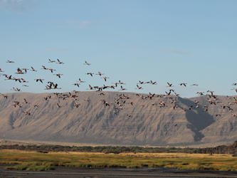 Vue de flamants roses au Lac Natron