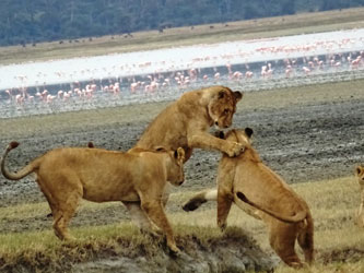 Lions in Ngorongoro Crater