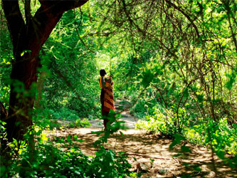 Maasai forest Tanzania