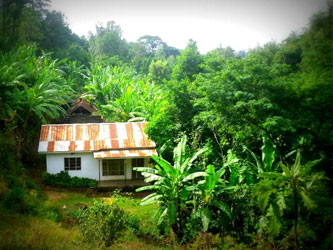 Plantation de café à Marangu