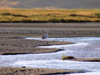 Pelican in the Lake Natron