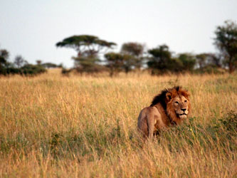 Lion in Serengeti National Park