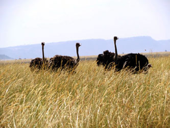 Ostrich in Serengeti National Park