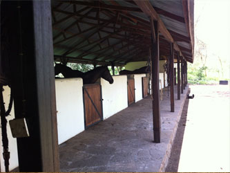 Stable horsefarm Tanzania