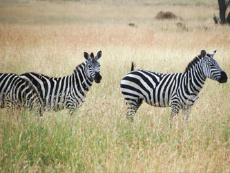 Zebras in Serengeti National Park