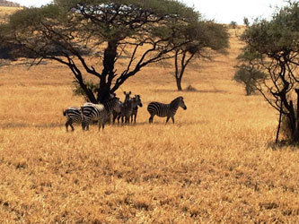 Zèbres dans la savane Ol Doinyo Lengai