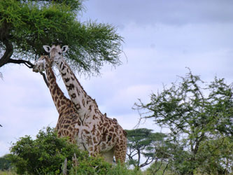 Giraffes in Tarangire National Park