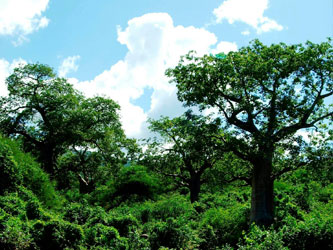 Baobab bosque excursion maasai