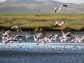 Flamencos en el Lago Natron