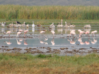 Flamencos en Lago Manyara Parque Nacional