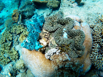 Snorkel en Pangani