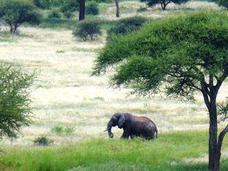 Tarangire National Park