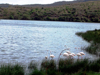 Flamants roses au lac Momella