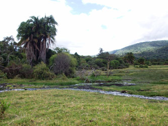 Safari au parc national d'Arusha