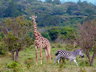Parque Nacional de Arusha