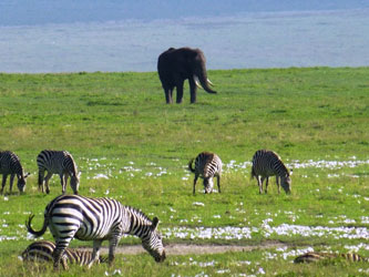 Área de Conservación Ngorongoro